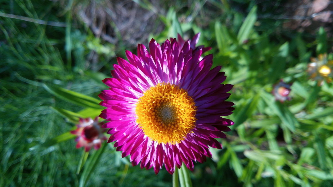 Ernte